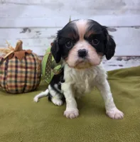 processed/3f414b0a-73a6-4460-b4b8-fd0617085ae9/listing/dc629298-8b72-4a45-97ed-7dd377e1362d/4203db73-d100-4166-9f6f-d606ff515b15