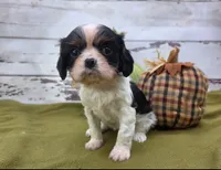 processed/3f414b0a-73a6-4460-b4b8-fd0617085ae9/listing/dc629298-8b72-4a45-97ed-7dd377e1362d/9db178b9-7ddd-47ae-9836-bbec8d866a89