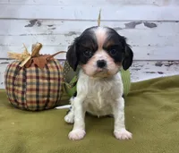 processed/3f414b0a-73a6-4460-b4b8-fd0617085ae9/listing/dc629298-8b72-4a45-97ed-7dd377e1362d/b76d131c-c565-4c54-b25d-27f13e6aed80