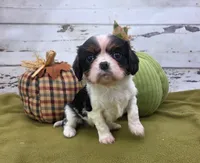 processed/3f414b0a-73a6-4460-b4b8-fd0617085ae9/listing/dc629298-8b72-4a45-97ed-7dd377e1362d/e069fdef-7c72-44b3-a187-5f3fb2abdad1