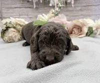 Earl Grey, a male Springer Doodle for sale in Rogers, OH – 2 of 4