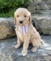 Millie, a female Goldendoodle for sale in Rogers, OH – 5 of 5