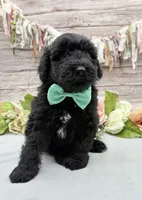 Flint, a male Portuguese Water Dog for sale in Rogers, OH – 3 of 5