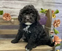Bliss, a female Portuguese Water Dog for sale in Rogers, OH – Photo 5 of 7