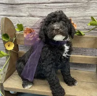 Bliss, a female Portuguese Water Dog for sale in Rogers, OH – Photo 6 of 7