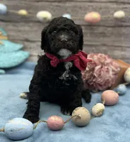 Bliss, a female Portuguese Water Dog for sale in Rogers, OH – Photo 4 of 4