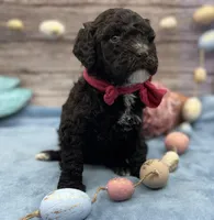 Bliss, a female Portuguese Water Dog for sale in Rogers, OH – Photo 3 of 4