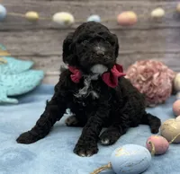 Bliss, a female Portuguese Water Dog for sale in Rogers, OH – Photo 2 of 4