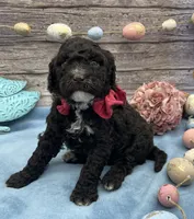 Bliss, a female Portuguese Water Dog for sale in Rogers, OH – Photo 1 of 4