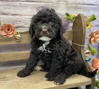 Bliss, a female Portuguese Water Dog for sale in Rogers, OH – Photo 7 of 7