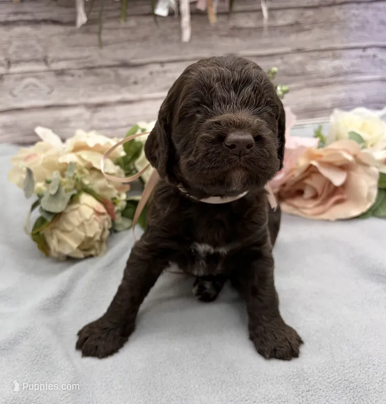 Java – Springer Doodle puppy for sale in Rogers, OH