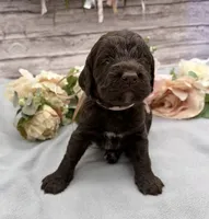 Java, a female Springer Doodle for sale in Rogers, OH – 1 of 4