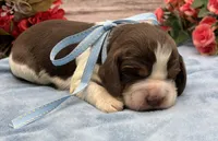 Darwin, a male English Springer Spaniel for sale in Rogers, OH – 2 of 5