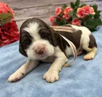 Daphne, a female English Springer Spaniel for sale in Rogers, OH – 2 of 4
