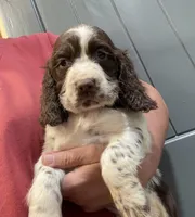 Dakota, a female English Springer Spaniel for sale in Rogers, OH – 3 of 10