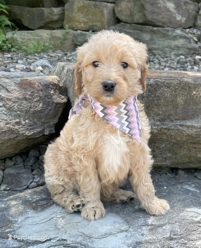 Millie – Goldendoodle puppy for sale in Rogers, OH
