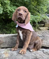 Elena, a female English Springer Spaniel and Labrador Retriever for sale in Rogers, OH – 3 of 5