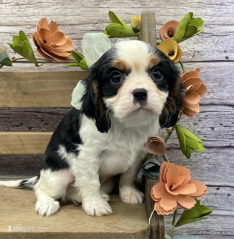 Jerry – Cavalier King Charles Spaniel puppy for sale in Rogers, OH