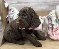 Kelsie, a female Springer Doodle for sale in Rogers, OH – 2 of 7