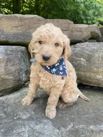 Samson, a male Goldendoodle for sale in Rogers, OH – 4 of 6