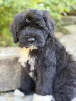 Findlay, a male Portuguese Water Dog for sale in Rogers, OH – 1 of 6
