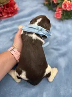 Darwin, a male English Springer Spaniel for sale in Rogers, OH – 4 of 5