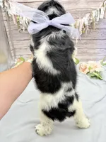 Amelia, a female English Springer Spaniel for sale in Rogers, OH – 6 of 6
