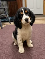 Ace, a male English Springer Spaniel for sale in Rogers, OH – 1 of 7
