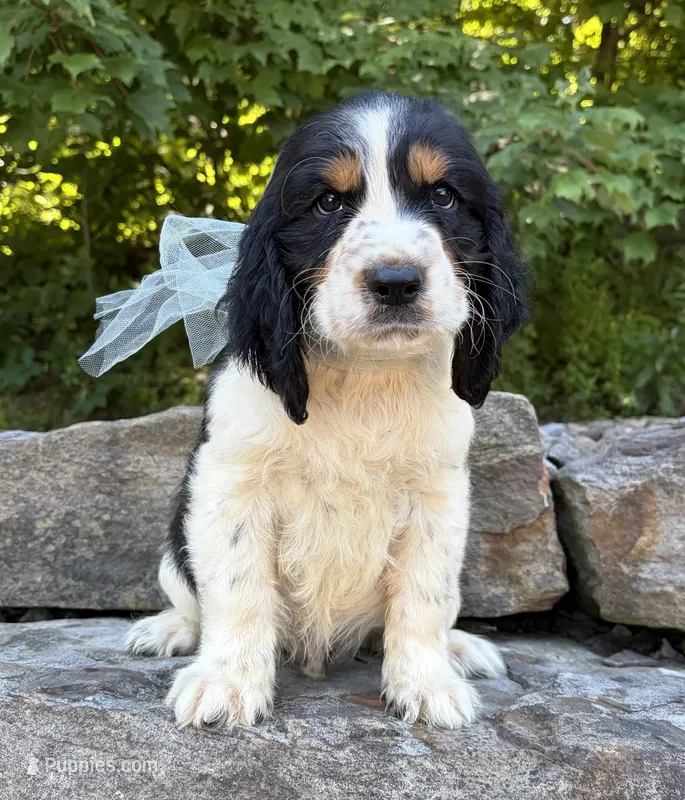 Ace – English Springer Spaniel puppy for sale in Rogers, OH