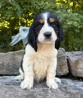 Ace, a male English Springer Spaniel for sale in Rogers, OH – 1 of 6