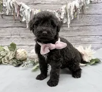 Faith, a female Portuguese Water Dog for sale in Rogers, OH – 4 of 5