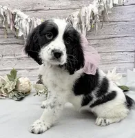 Avery, a female English Springer Spaniel for sale in Rogers, OH – 4 of 7