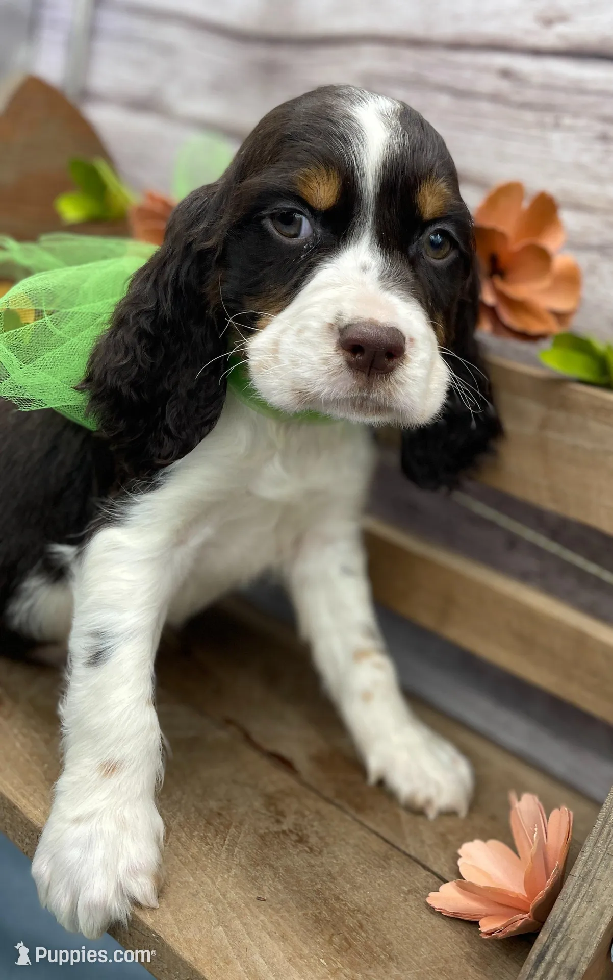 Dante, a male English Springer Spaniel for sale in Rogers, OH – 7 of 10