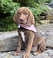 Elena, a female English Springer Spaniel and Labrador Retriever for sale in Rogers, OH – 4 of 5