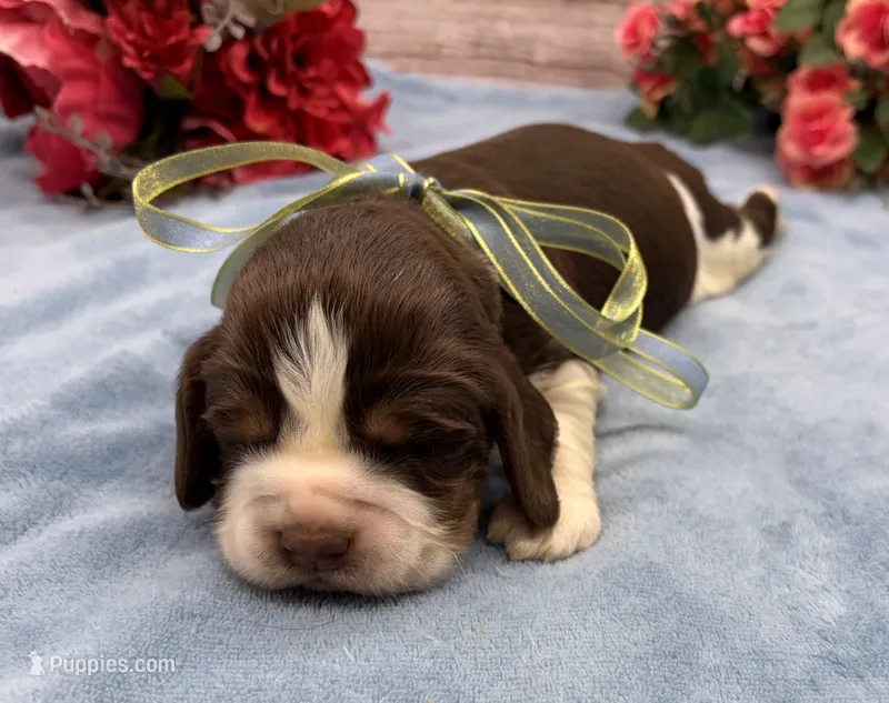 Diego – English Springer Spaniel puppy for sale in Rogers, OH