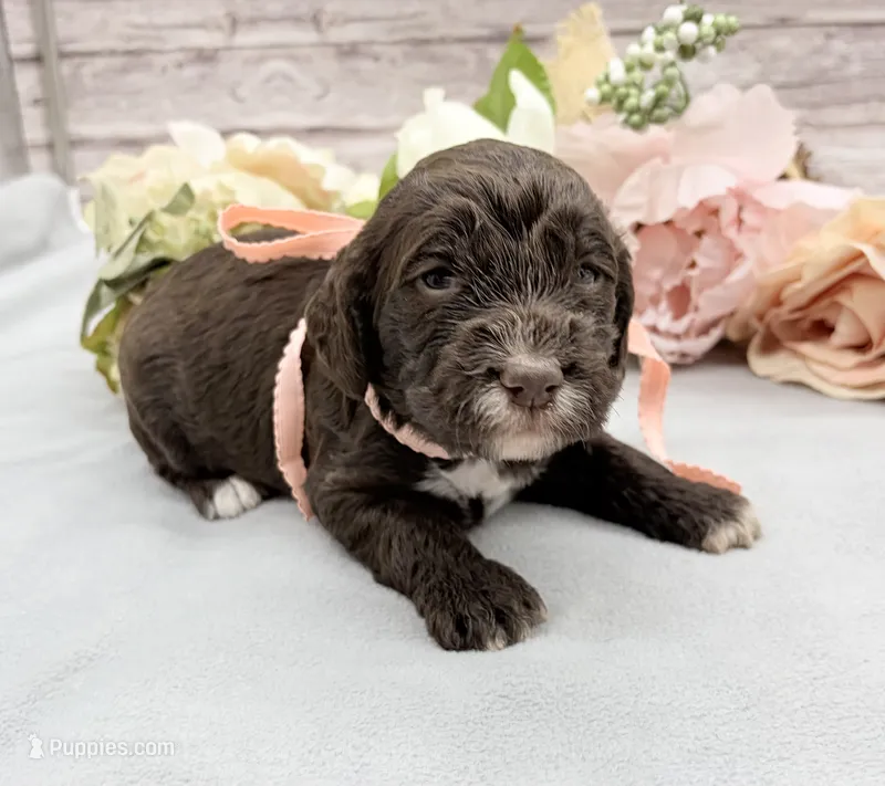 Cappuccino – Springer Doodle puppy for sale in Rogers, OH