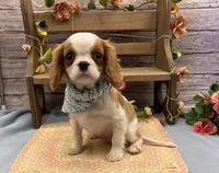 Jayden, a male Cavalier King Charles Spaniel for sale in Rogers, OH – 2 of 3