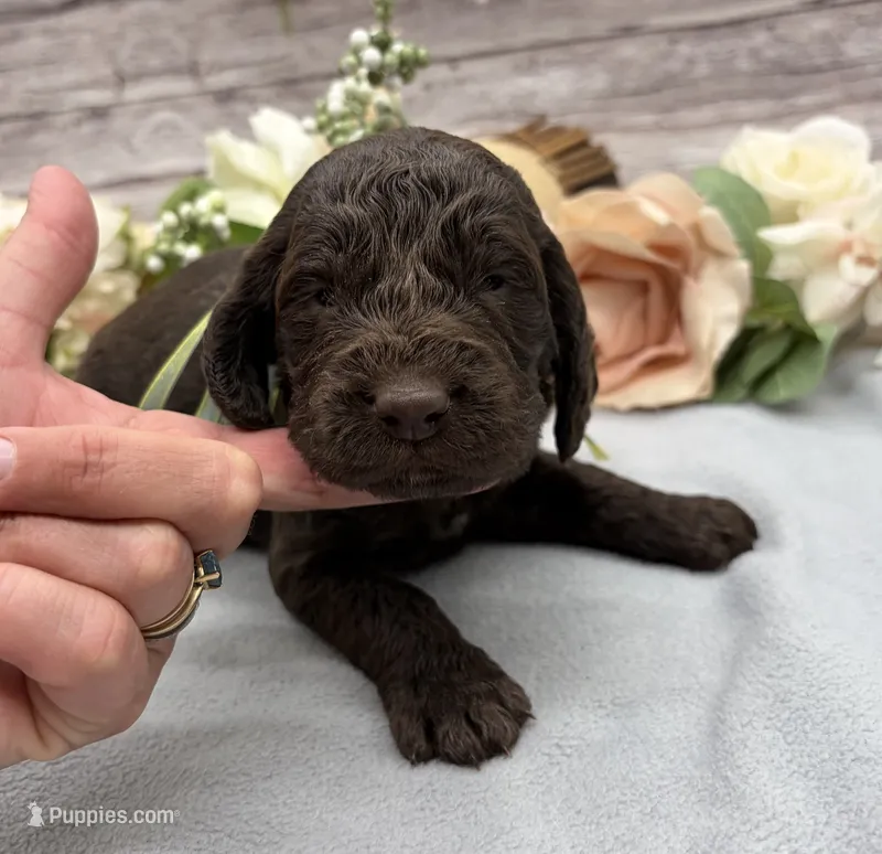 Chai – Springer Doodle puppy for sale in Rogers, OH