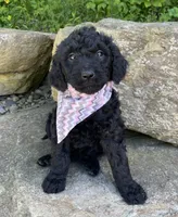 Chloe, a female Goldendoodle for sale in Rogers, OH – 1 of 4