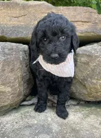 Sasha, a female Goldendoodle for sale in Rogers, OH – 4 of 6