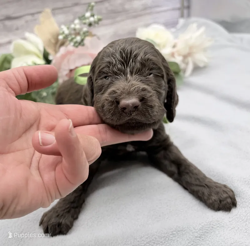 Earl Grey – Springer Doodle puppy for sale in Rogers, OH