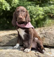 Nala, a female English Springer Spaniel and Labrador Retriever for sale in Rogers, OH – 2 of 6