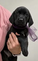 Lunar, a female Labrador Retriever for sale in Rogers, OH – 2 of 6