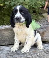 Archie, a male English Springer Spaniel for sale in Rogers, OH – 2 of 4