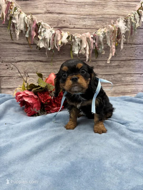Rudy – Cavalier King Charles Spaniel puppy for sale in Rogers, OH