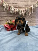 Rudy, a male Cavalier King Charles Spaniel for sale in Rogers, OH – 1 of 2