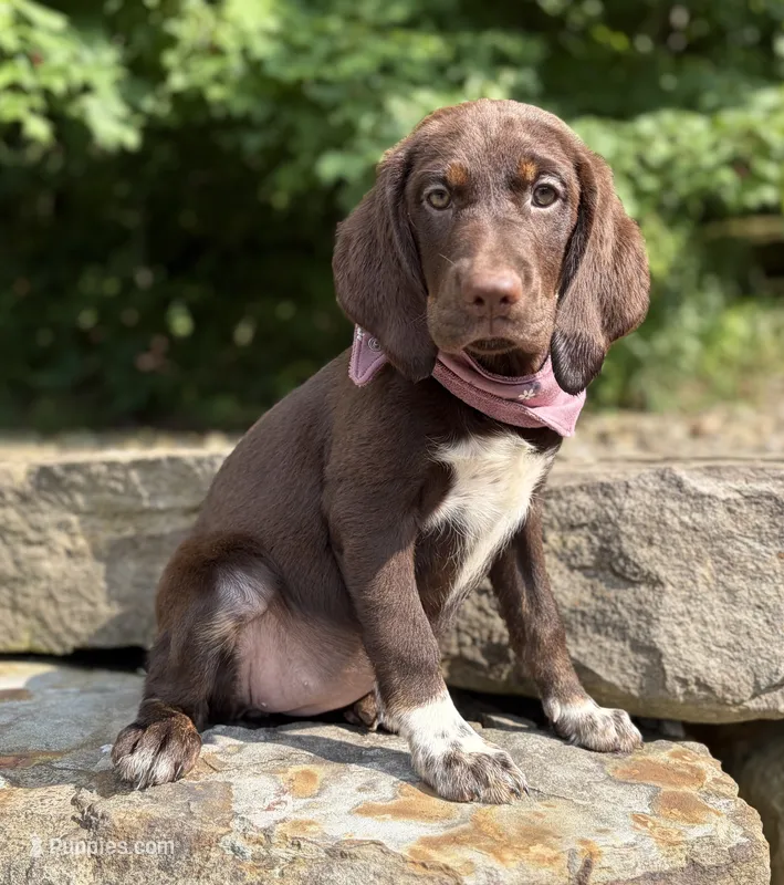 Nala – English Springer Spaniel, Labrador Retriever puppy for sale in Rogers, OH