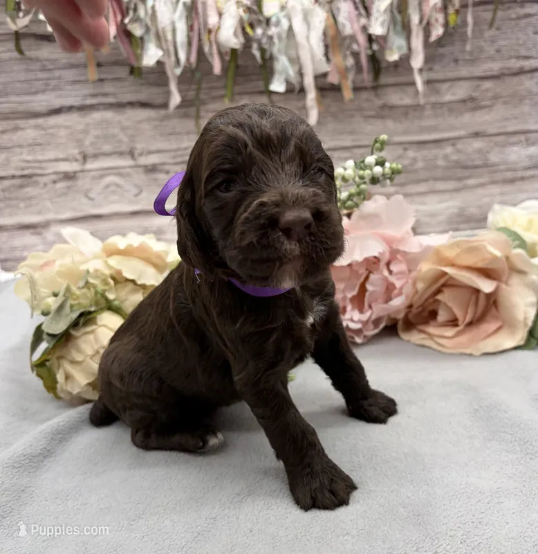 Bean – Springer Doodle puppy for sale in Rogers, OH