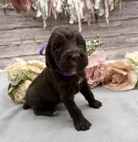 Bean, a female Springer Doodle for sale in Rogers, OH – 1 of 5