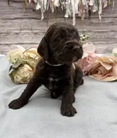 Java, a female Springer Doodle for sale in Rogers, OH – 2 of 4